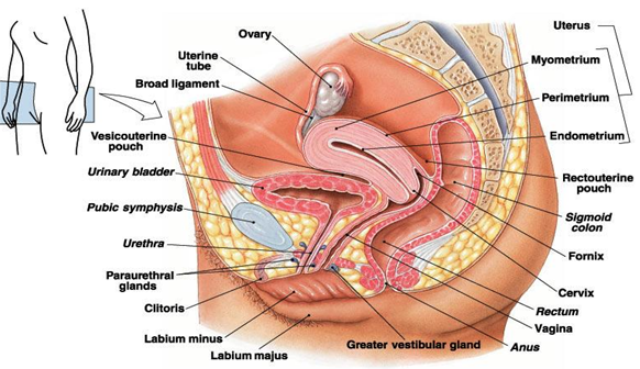Sex and small pelvis Sex and small pelvis think
